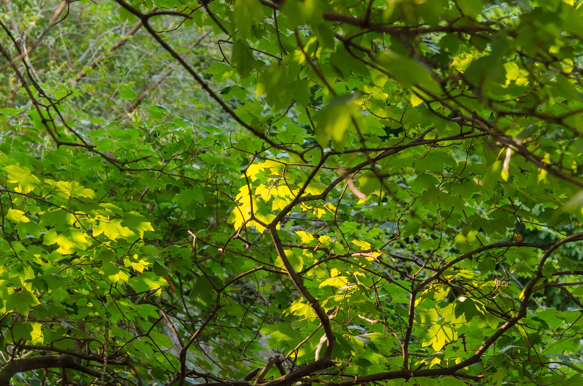 Professional Tree Services